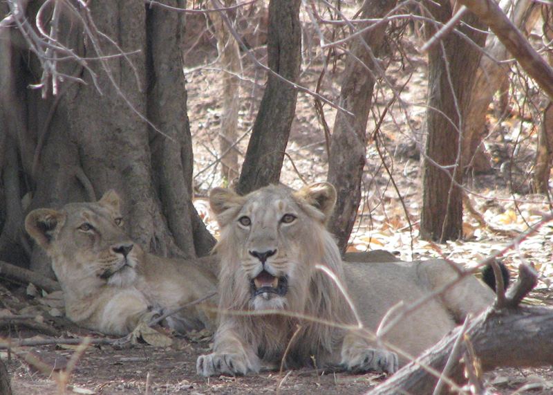 Lions at Gir