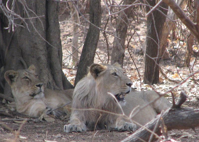 Lions at Gir