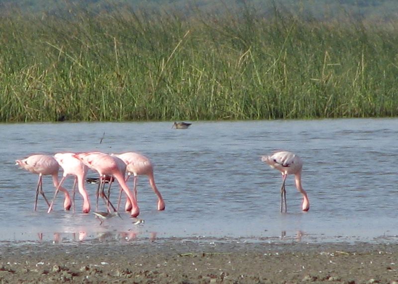 Lesser flamingos in the Little Rann of Kutch
