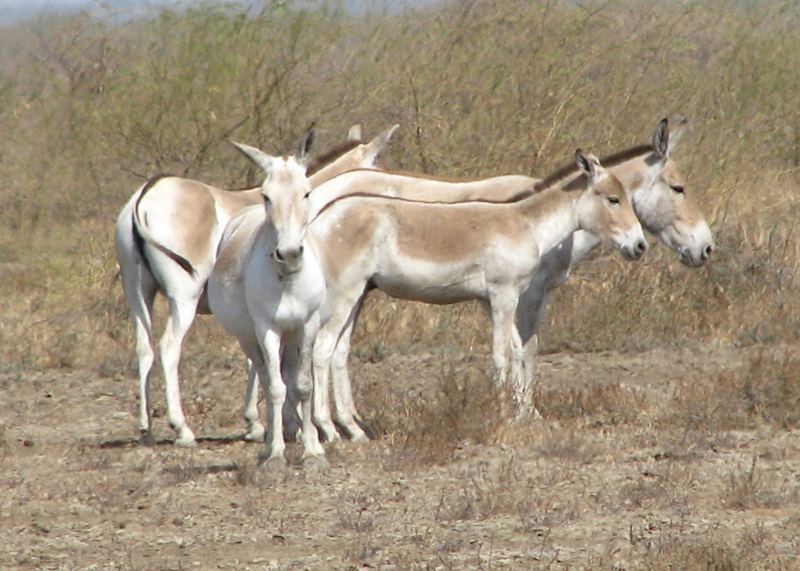 Little Rann of Kutch National Park, India