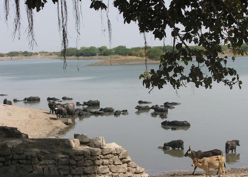 The Village of Dasada near the Little Rann of Kutch