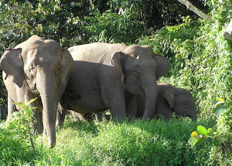 Pygmy elephant, Kinabatangan River, Malaysian Borneo