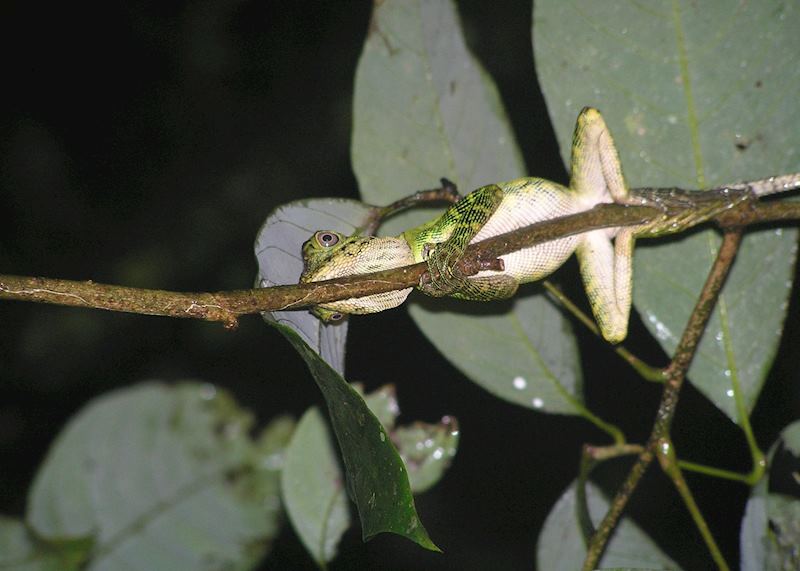Tree frog, Danum Valley, Malaysian Borneo