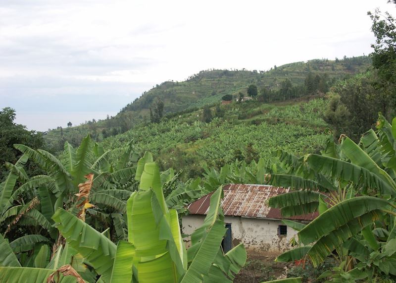Scenery near Gisenyi, Rwanda