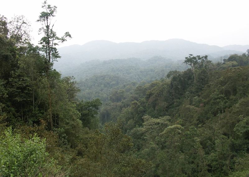 Nyungwe Forest National Park, Rwanda