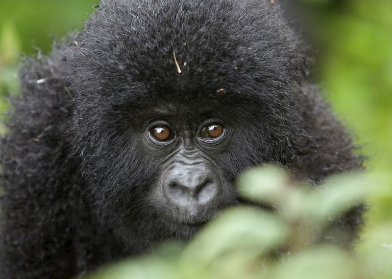 Mountain gorilla