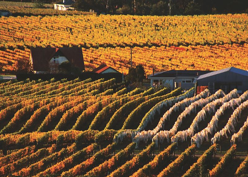 Autumn vineyard, Hawke's Bay