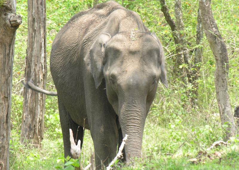 Wild elephant, Nagarhole National Park