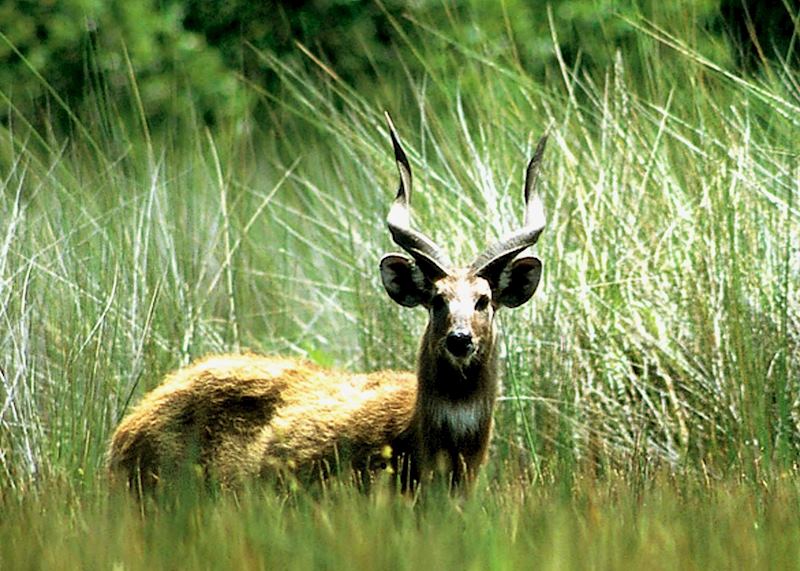 Sitatunga