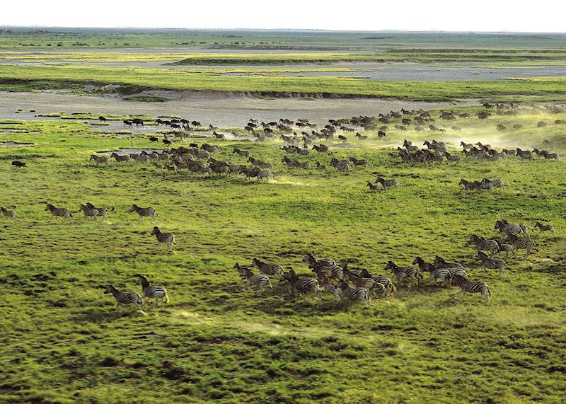 Zebra on the Makgadikgadi Pans in Botswana's Green Season