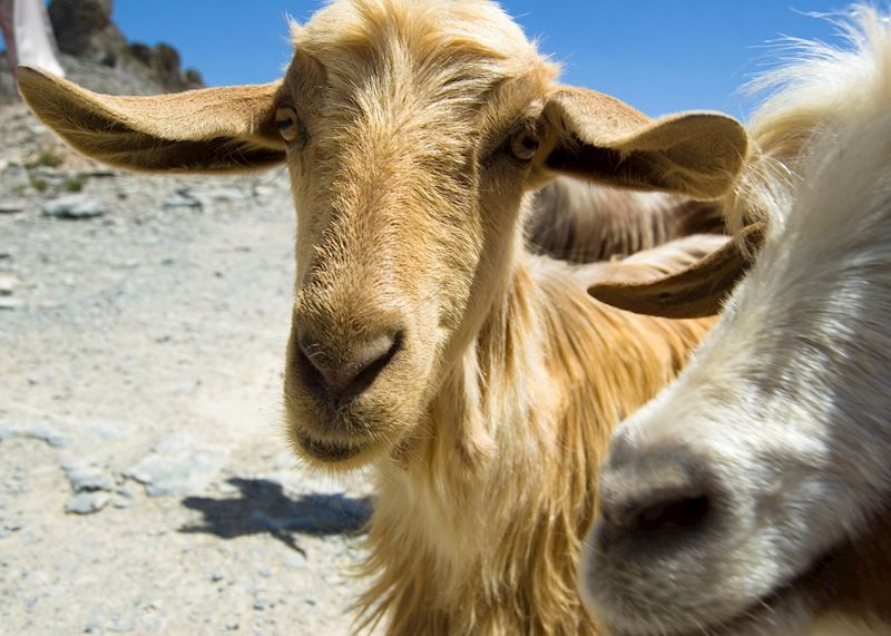 Goats at Jebel Akhdar, Oman