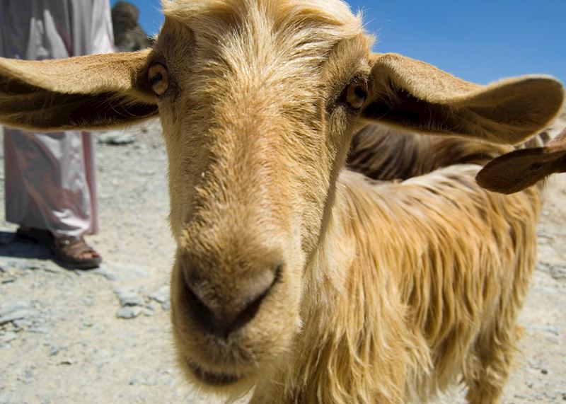 Goats at Jebel Akhdar, Oman