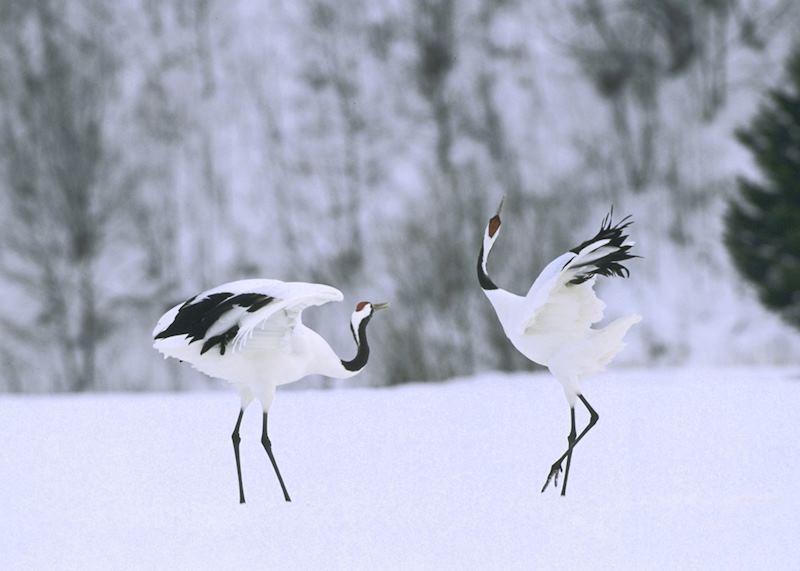Winter mating ritual of Japanese cranes