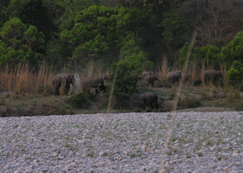 Herd of wild elephants crossing the Ramganga, Corbett Hideaway River Lodge