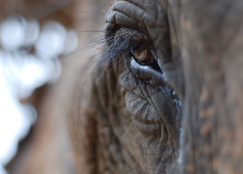 Elephants of Thailand