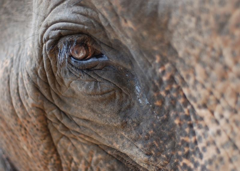 Elephants of Thailand