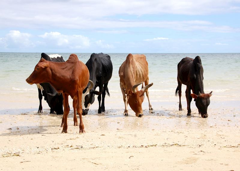 Cows on the beach, Île Sainte-Marie