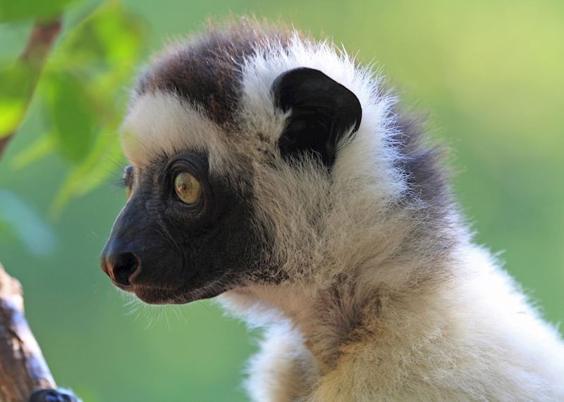 Verreaux's sifaka, Isalo National Park