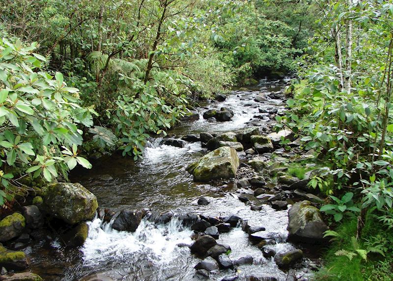 Cloudforest, El Silencio Lodge
