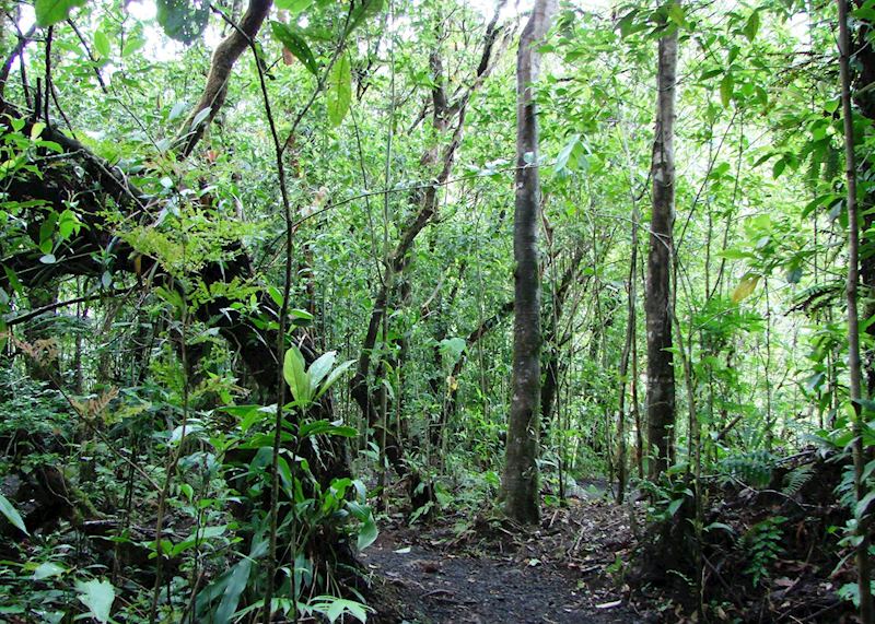Monteverde Cloud Forest, Costa Rica