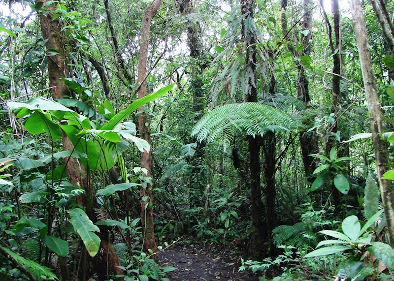 Cloudforest, San Ramón