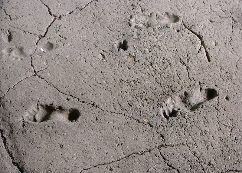 6,000 year old human footprints, Managua