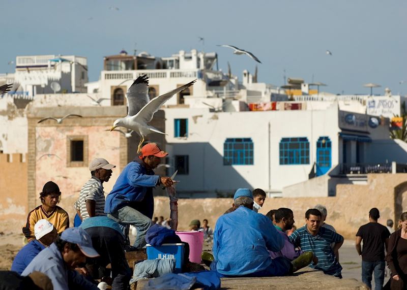 Fishermen and gulls, Essaouira