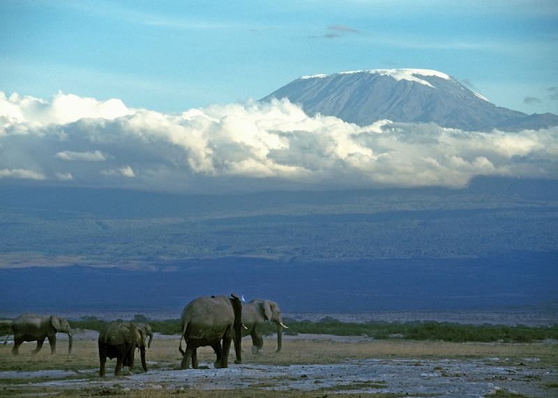 Elephant in Amboseli National Park