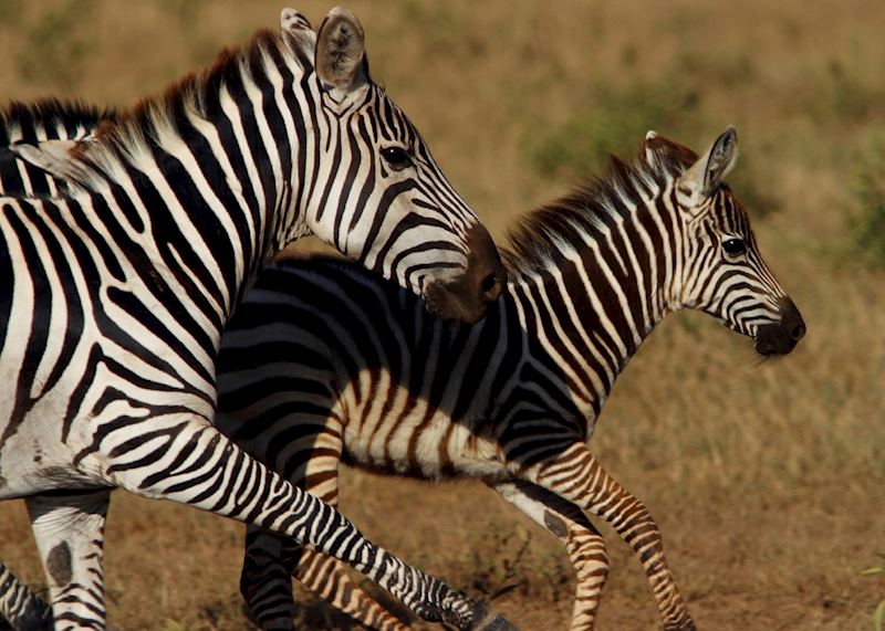 Zebra in Amboseli National Park