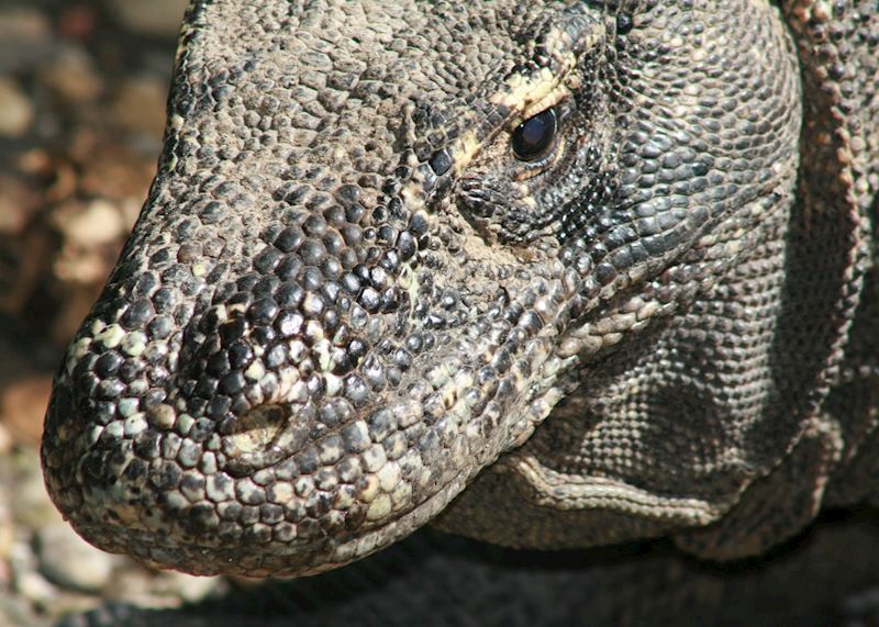 Komodo Dragon, Indonesia