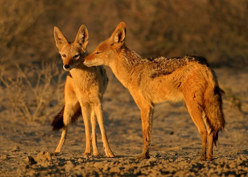 Black backed jackals