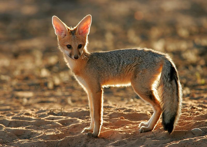 Cape fox