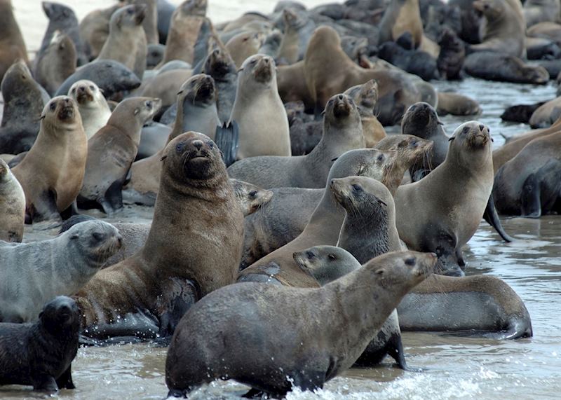Seals at Pelican Point