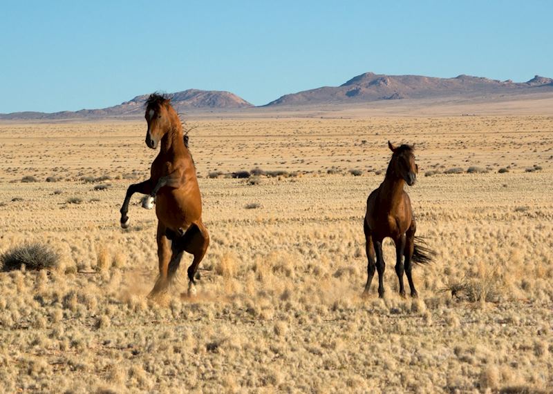 The wild horses at Aus