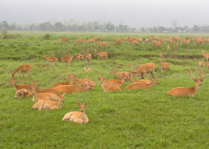 Herd of swamp deer, Kaziranga National Park, India