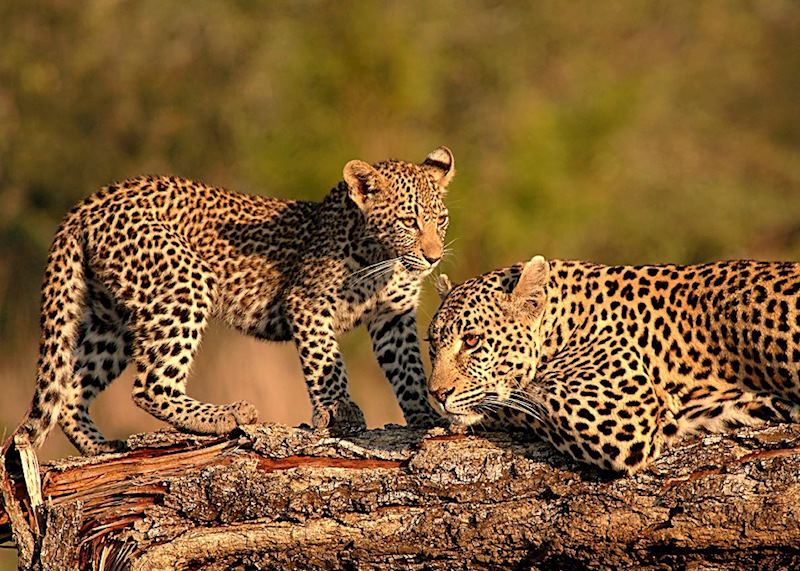 Leopard