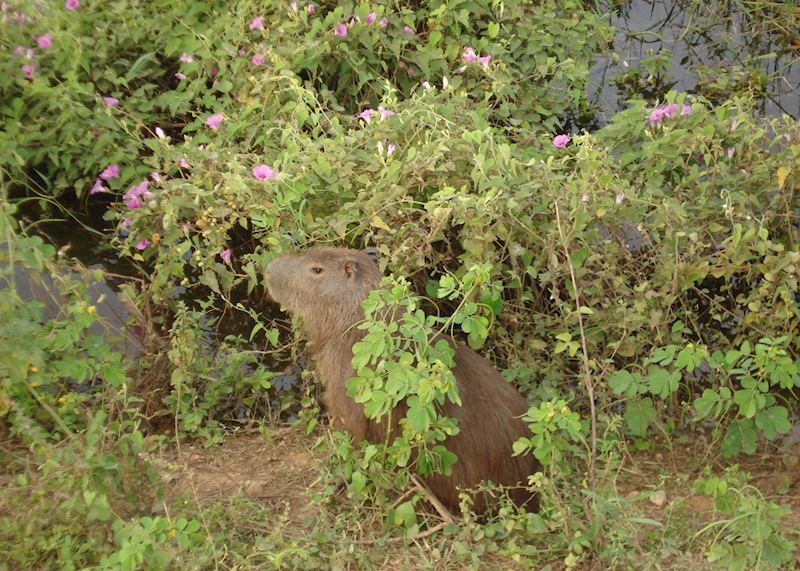 Capibara in the Pantanal, Brazil