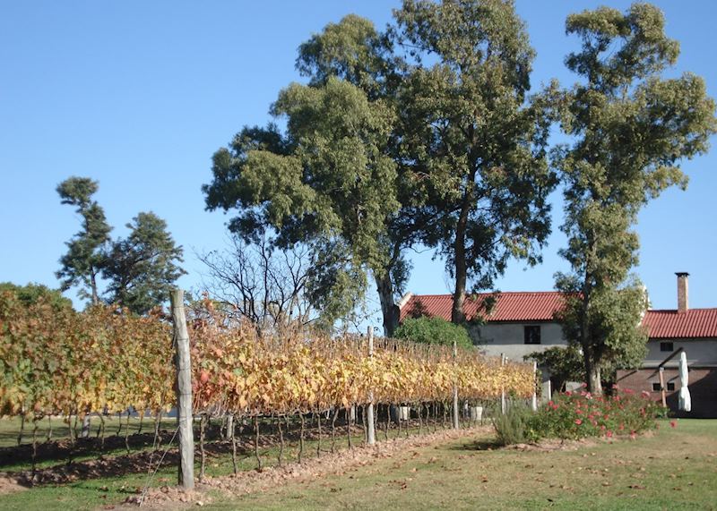 Bodega Bouza