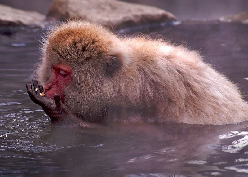 Snow monkey bathing