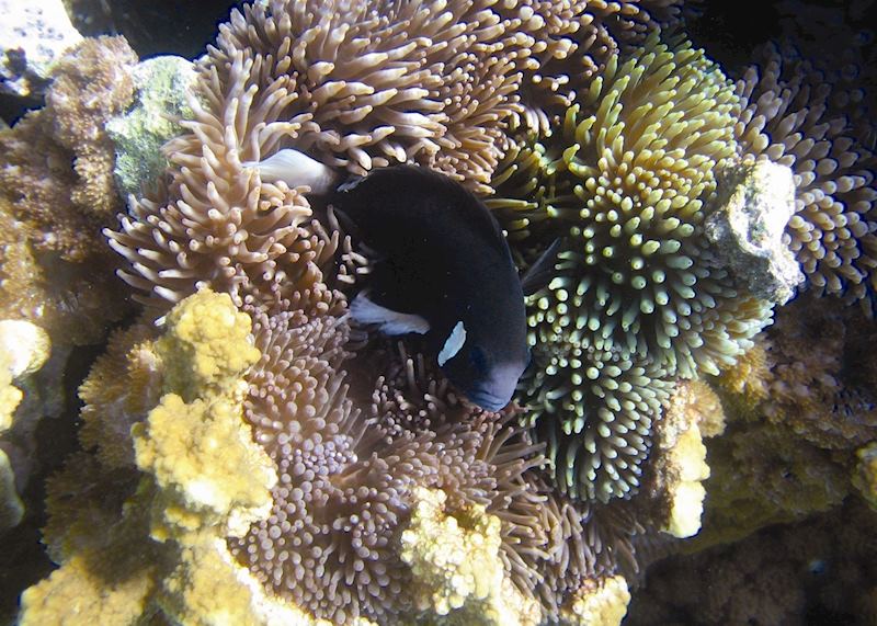 Coral on Lord Howe Island