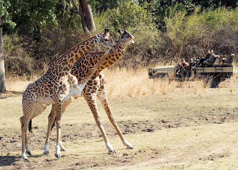 Watching giraffe in the South Luangwa