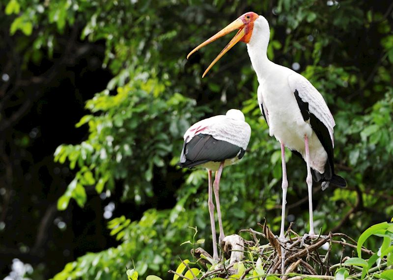 Yellow billed stork
