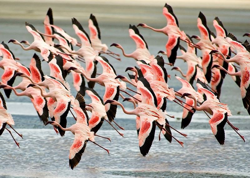 Flamingos in the Ngorongoro Crater