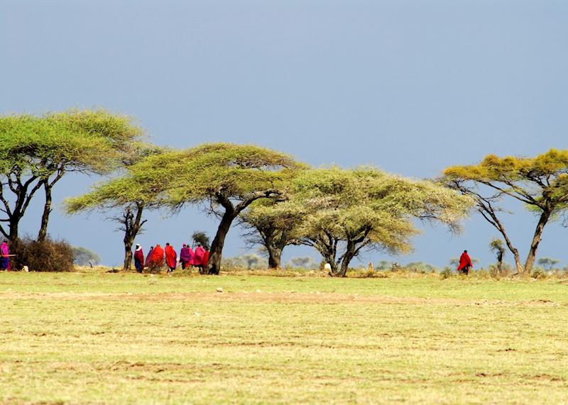 Maasai meeting under acacia trees
