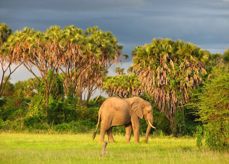 Elephant in the Selous Game Reserve, Tanzania
