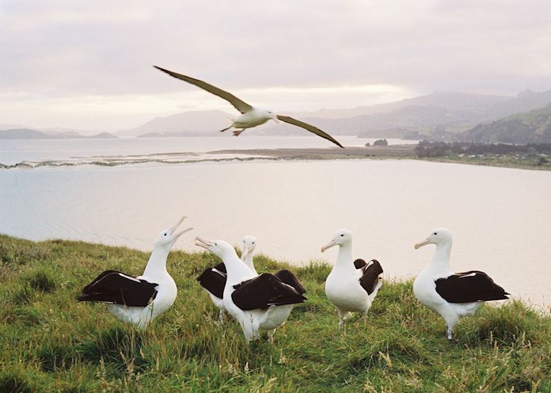 Royal albatross, Otago Peninsula