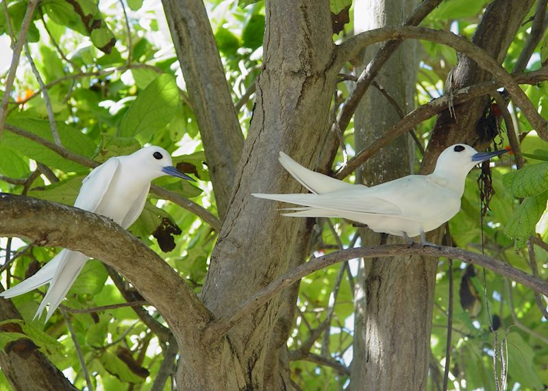 Fairy terns, Bird Island