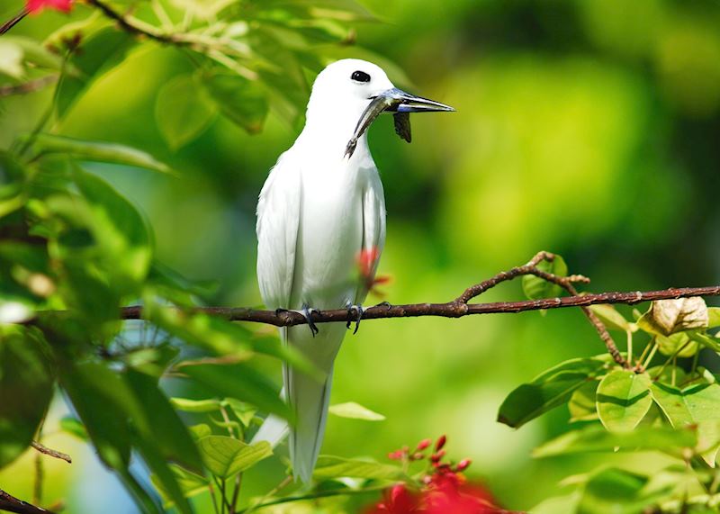 Tropic bird with fish