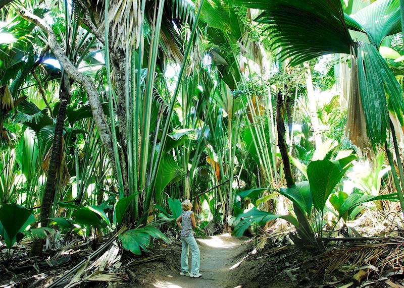 Walking in the Vallée de Mai Forest, Praslin