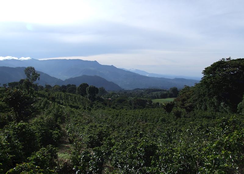 Coffee plantation in the highlands surrounding Boquete